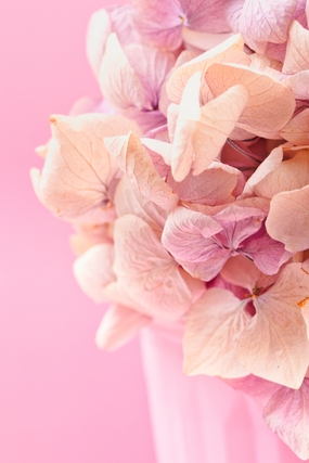 粉色绣球花微距特写摄影图片